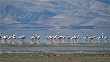 Van'daki Erçek Gölü 30 yılda 6 kilometrekare alan kaybetti