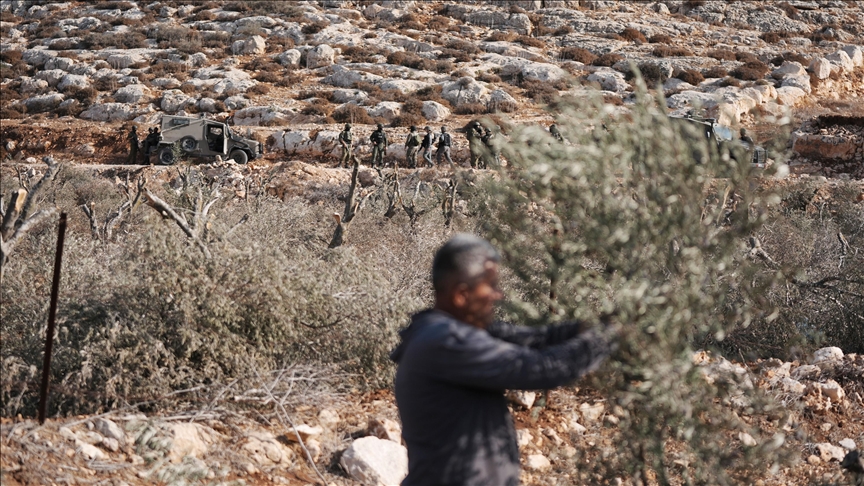 3 Palestinian olive pickers injured in illegal Israeli settler attacks in West Bank