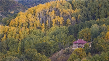 Daristanên li çiyayên Tunceliyê bi rengên payîzê xemilîn