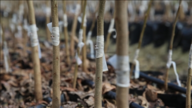 L'Algérie lance la campagne historique "Un million d'arbres en une journée"