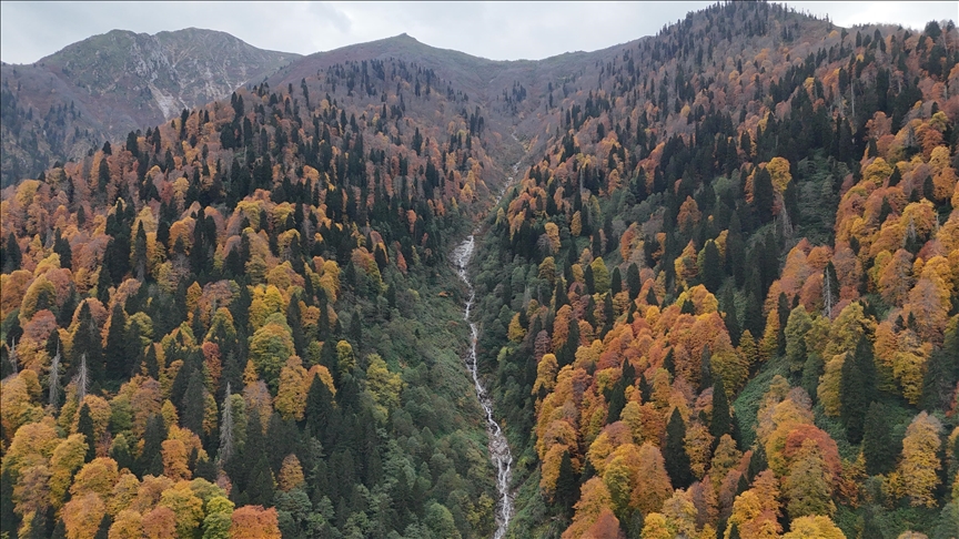 Istanbul Forest Innovation Week focuses on forest restoration, fire management