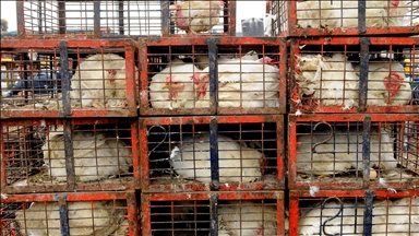Germany culls over 400,000 poultry amid bird flu outbreak