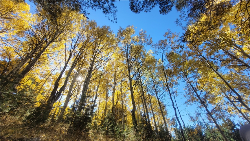 "وادي ككليك".. ألوان الخريف تُغازل الطبيعة وتلمس القلوب