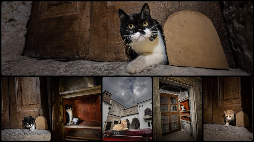 Topkapı Sarayı'nın kedi kapısı, Mülayim'in torunu "Şerbet"le yeniden hayat buldu