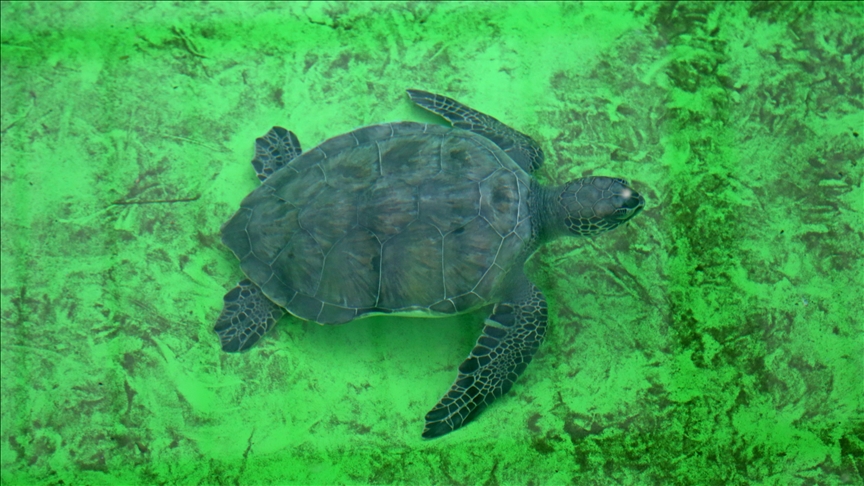 Küresel ısınma caretta caretta yavrularının cinsiyetini de etkiledi