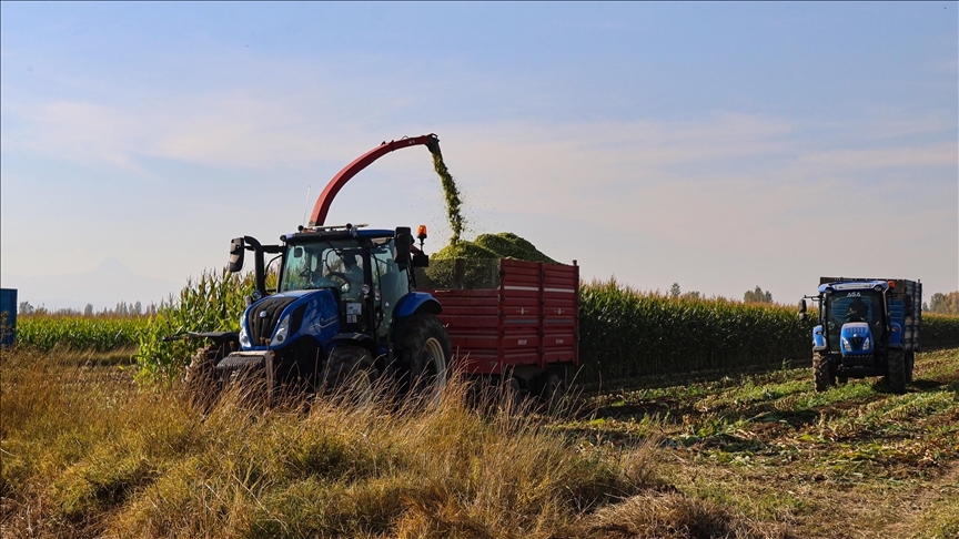 Li Îdirê dirûna gilgilê ji bo sîlajê dest pê kir