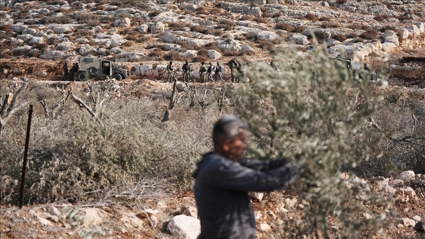 3 Palestinians injured in illegal settler attacks on olive pickers in occupied West Bank