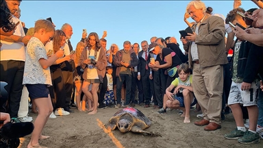 Caretta caretta "Cumhuriyet" mavi sularda 1 yılda 500 kilometre yol katetti