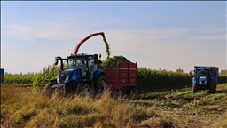 Li Îdirê dirûna gilgilê ji bo sîlajê dest pê kir