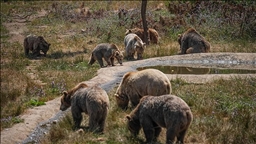 Japon : le nombre de morts causées par des attaques d’ours atteint un record