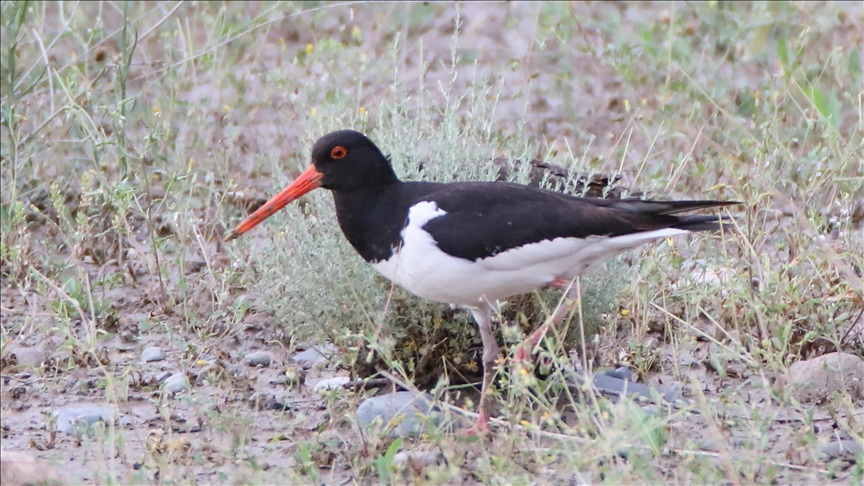 Poyraz kuşunun 8 ülkeyi kapsayan göç yolculuğu uydu vericiyle kayda alındı