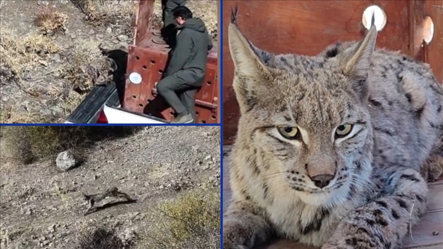 Giresun'da düştüğü su kanalından kurtarılan vaşak tedavisinin ardından doğaya bırakıldı