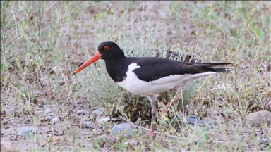Poyraz kuşunun 8 ülkeyi kapsayan göç yolculuğu uydu vericiyle kayda alındı