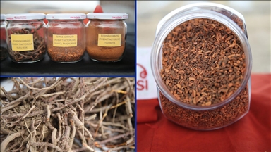 Edirne kırmızısı yapılan çalışmalarla ekonomik ve kültürel değer haline getirildi