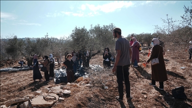 مستوطنون يقطعون مئات أشجار الزيتون في الضفة الغربية