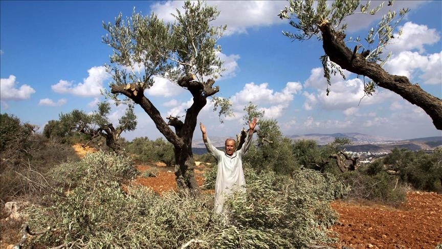 تقرير فلسطيني: إسرائيل منعت قطف الزيتون في 25 ألف دونم بالضفة