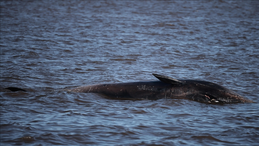  Протеин од арктичкиот кит може да отклучи нови можности за продолжување на човечкиот животен век