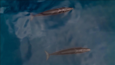 Protein from Arctic whale may unlock new clues for extending human lifespan