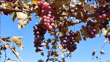 Mardin'de 120 dönüm atıl arazide modern bağcılık yapılıyor