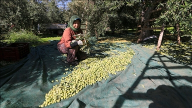 Sofralık zeytin "yok yılı"nda kalitesiyle sevindirdi
