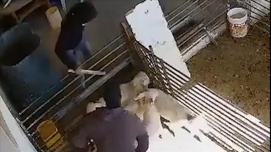 Появились кадры нападения израильтян на одну из ферм палестинцев на Западном берегу 