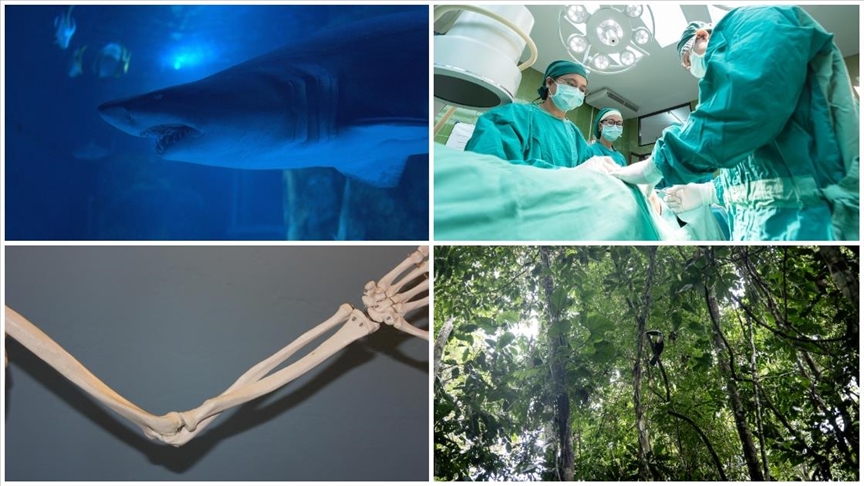 Domuz karaciğeri naklinden yeni köpekbalığı türü keşfine ekimin bilimsel gelişmeleri