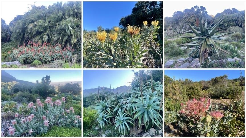 Mbretëria floristike e Kepit, një vend i trashëgimisë botërore në skajin jugperëndimor të Afrikës