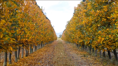 Baxçeyên sêvan yên li Karamanê bi rengên payîzê xemilîn