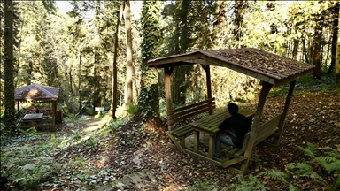 Doğal güzellikleriyle ünlü Giresun'un Dereli ilçesinde güz renkleri hakim oldu