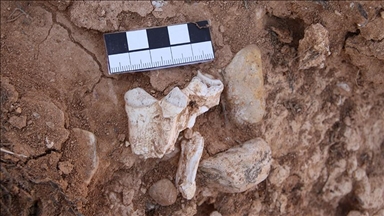 Scientists identify new tyrannosaur species once thought to be young T. rex