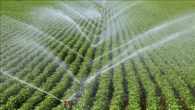 Çiftçilere 306 milyon 541 bin 763 lira tarımsal destek ödemesi bugün yapılacak