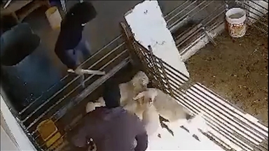 İsraillilerin, Filistinli çiftçiye ait kuzu ve koyunlara saldırısının görüntüsü ortaya çıktı