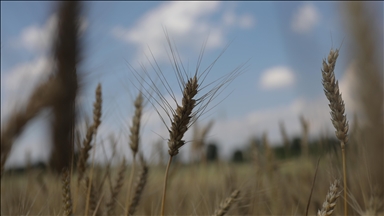 EU urges Poland, Hungary, Slovakia to remove Ukrainian import bans