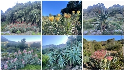 Afrika'nın güneybatı ucunda bir dünya mirası: Cape Flora Krallığı