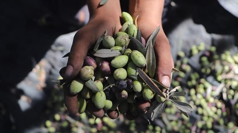 سازمان ملل: حملات به کشاورزان فلسطینی در کرانه باختری به بالاترین سطح در پنج سال اخیر رسید