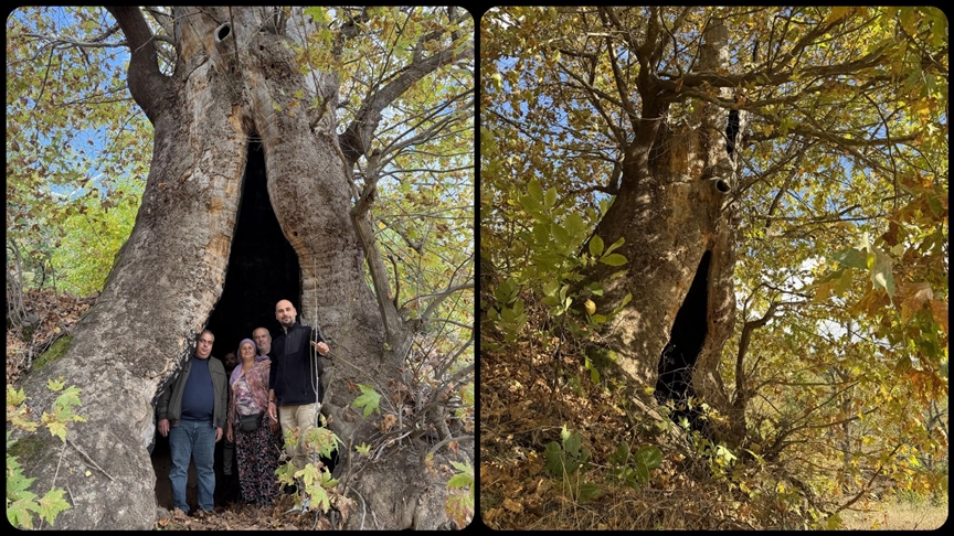 Aydın'da mahalleliden dev çınar ağacı için tescil isteği