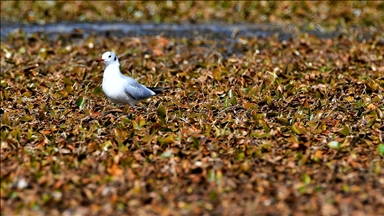 Kars'ta göçmen kuşların konakladığı Asboğa Gölü'nde su 60 metre çekildi
