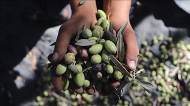 سازمان ملل: حملات به کشاورزان فلسطینی در کرانه باختری به بالاترین سطح در پنج سال اخیر رسید