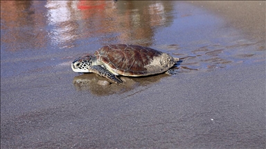 باحث: الاحتباس الحراري يهدد مستقبل سلاحف "كاريتا كاريتا" في تركيا