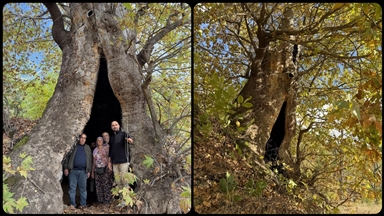 Aydın'da mahalleliden dev çınar ağacı için tescil isteği