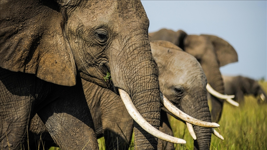 Drones help Kenya farmers and elephants coexist, stemming rising conflict