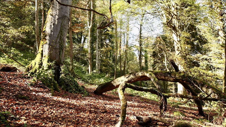 تركيا.. الخريف يغزو بألوانه الساحرة قضاء "دَرَهَ لي"