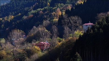 Dağların eteğindeki Hamsiköy oyuk ağaçlarıyla fotoğraf tutkunlarına alternatif sunuyor