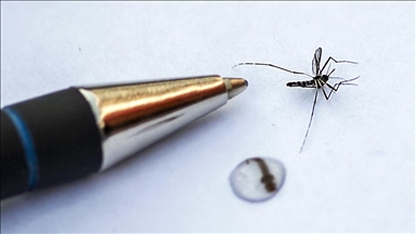 Tropical mosquito species found in South Korea for 1st time