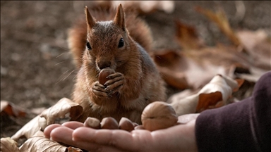 في حديقة بأنقرة.. سناجب تتغذى على محبة الزوار