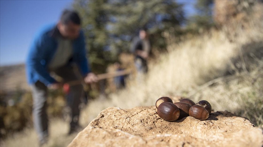 Doğa tutkunları, Tunceli'nin kıraç topraklarını meşe palamuduyla buluşturuyor