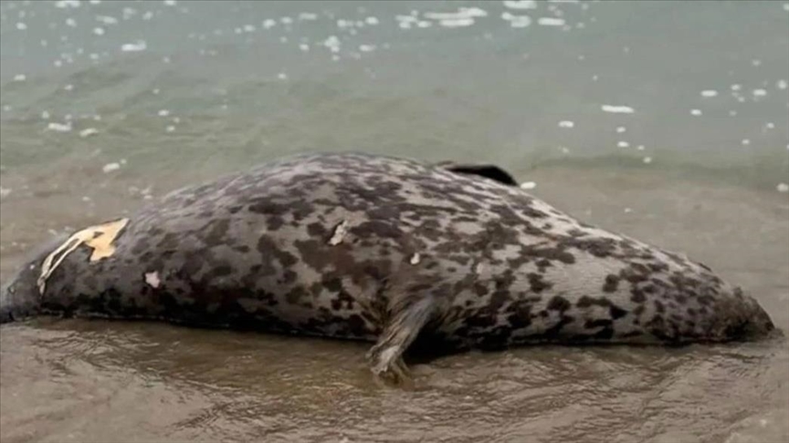 В Казахстане обнаружили более 110 туш мертвых тюленей