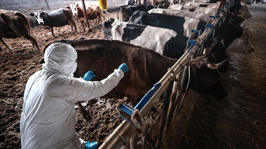 Tarım ve Orman Bakanlığı şap hastalığının kontrol altına alındığını bildirdi