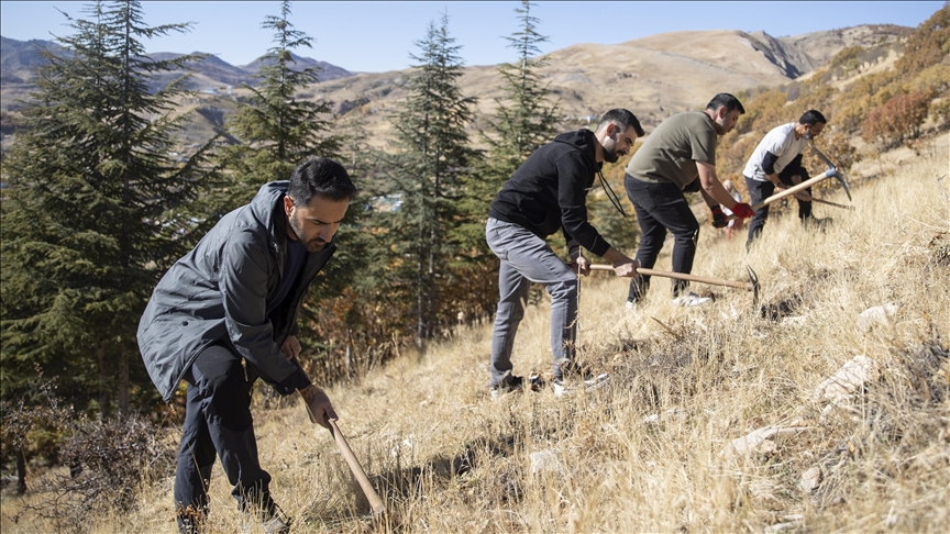 Li Tunceliyê kesên ku siruştê hez dikin li erdên beyar berûyan datînin