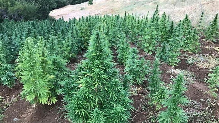 المغرب: انخفاض مساحات القنب الهندي غير المشروع 85 بالمئة منذ 2003